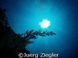 Beautiful Coral in the Sun Light ...

Richlieu Rock, Th... by Juerg Ziegler 